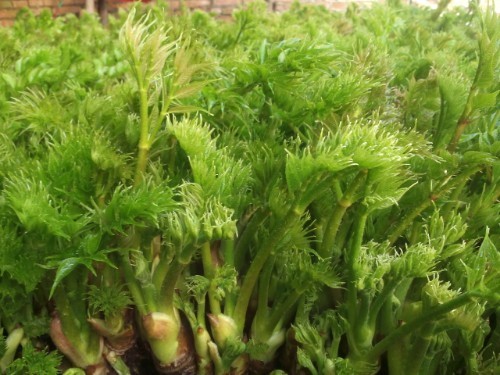 胃溃疡|农村此树上的“嫩芽”,比香椿好吃太多,入药煎水服,缓解胃溃疡