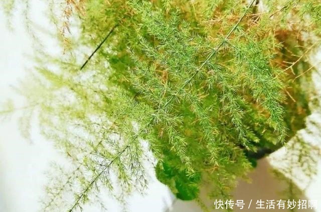 10种花，春天不能晒，躲屋里最安全！10种花，春天不能晒，躲屋里最安全！