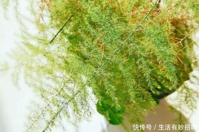 10种花,春天不能晒,躲屋里最安全!10种花,春天不能晒,躲屋里最安全!