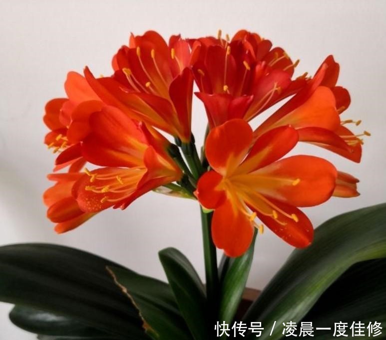 君子兰|夏季君子兰总是养不活是因为不知道这两点,今天教给你