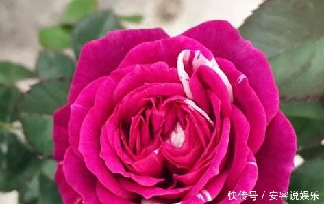 养花|新手养花,就养堪比“开花机器”,比牡丹艳,比木香花还香的花卉