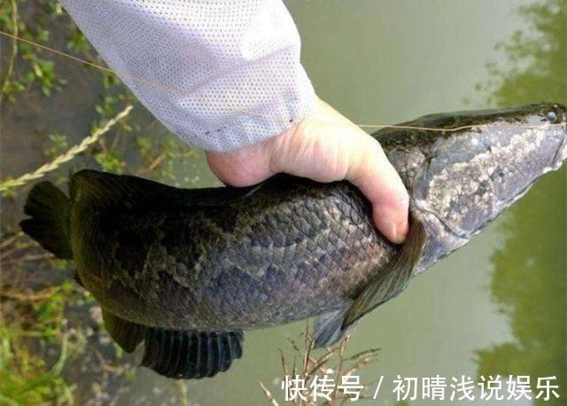 比胳膊还粗?安徽合肥一截流河道大黑鱼盘踞,钓友:真过瘾