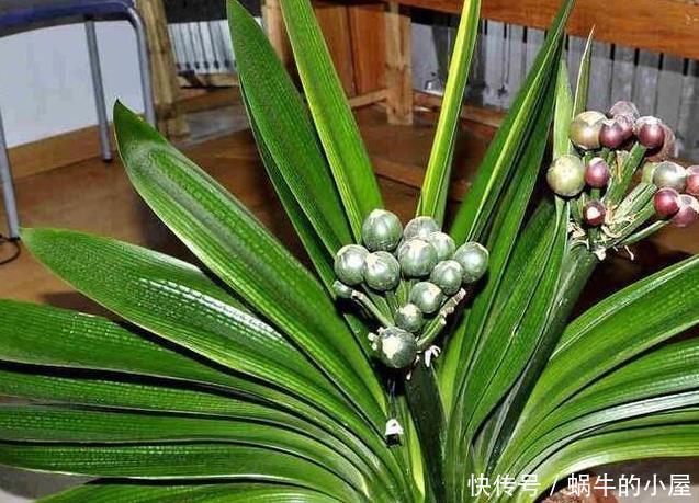 养君子兰,这两样东西放盆里,开花一年比一年多,侧芽长爆盆