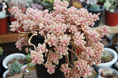 秋丽秋丽|养多肉10年,总结5种便宜好养的多肉,容易出状态,值得拥有