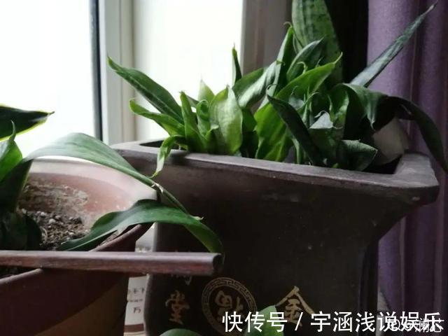 低温|低于5度,6种花一整个冬天不浇水,也能照样活