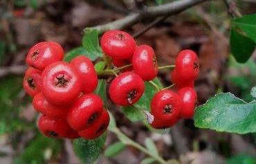 养颜|秋季养生，常吃3种食物，缓解疲劳，补血养颜，清理体内毒素