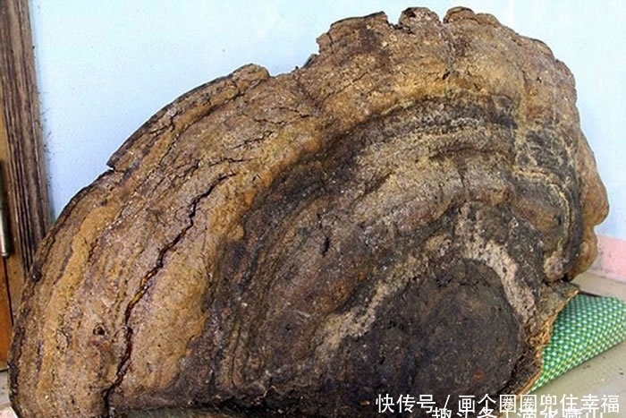 a537|伐木工发现70公斤千年灵芝,妻子卖8千块,网友:厨房刀藏好?