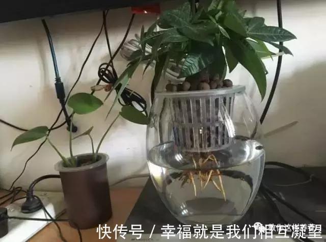 放水|4种花放水里猛长根，比土培好养100倍，一分钱不花，还很漂亮！