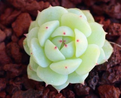 2款多肉很漂亮却经常被冷落，就是因为听说不好养，没养过得试试