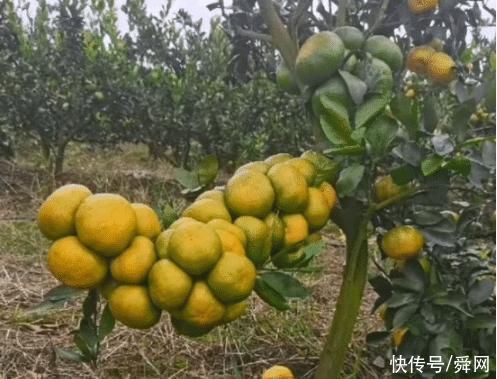 橘子树|“一棵自律的橘子树有多可怕……”哈哈哈可这不符合力学啊!