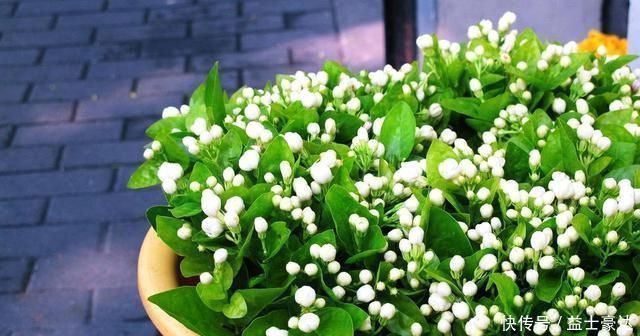 夏天用西瓜皮来养花,花卉像吃了兴奋剂一样,蹭蹭长