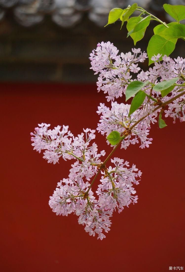 丁香花开，芬芳自来