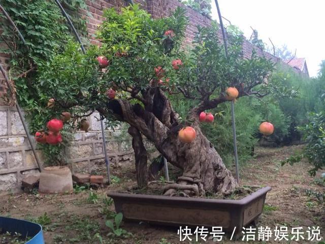 压弯枝|1种果树剪根枝,插土里就活,当年就能挂果,压弯枝!