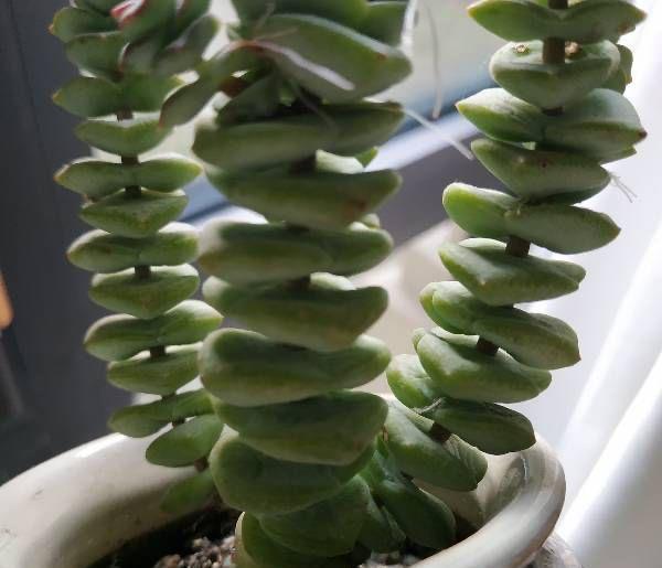 爆盆|家中养就3种花,名字带“钱”寓意好,枝叶多,美观大气又好养