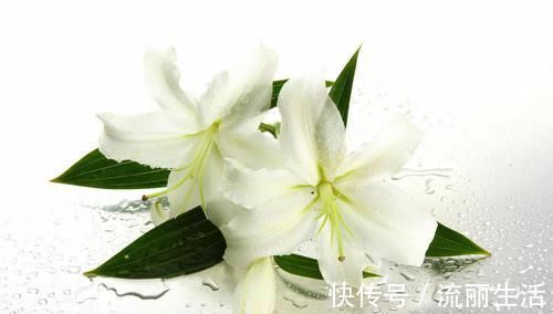 分心木|失眠别再傻傻的吃药了, 睡前吃点“它”, 保你一觉睡到大天亮