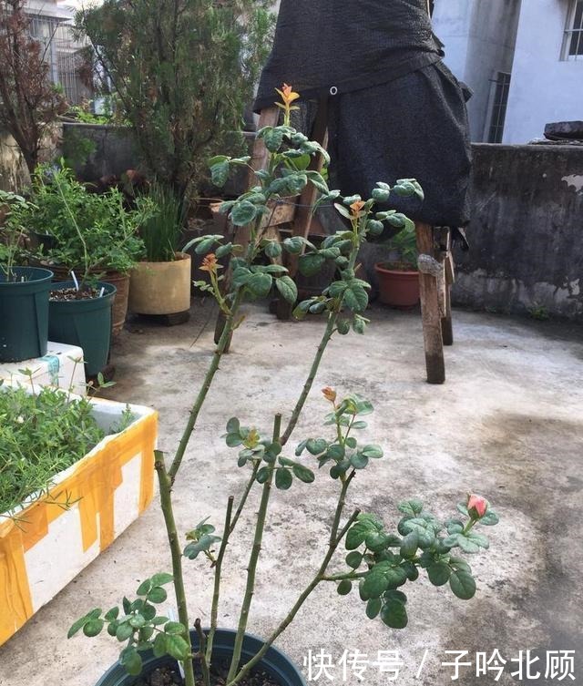 养月季花3个妙招,开花繁密蹿新枝叶,效果好现在时机正好!