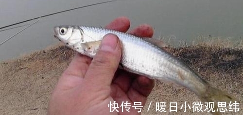 钓友们|钓白条的钓法很多种，你最喜欢哪种钓法？大爷这种钓法很无解