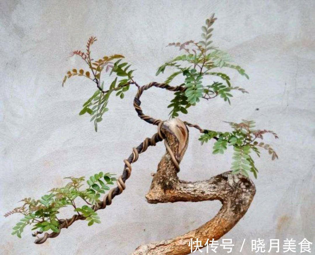 动辄上万的清香木盆景,如何采桩,怎样栽培