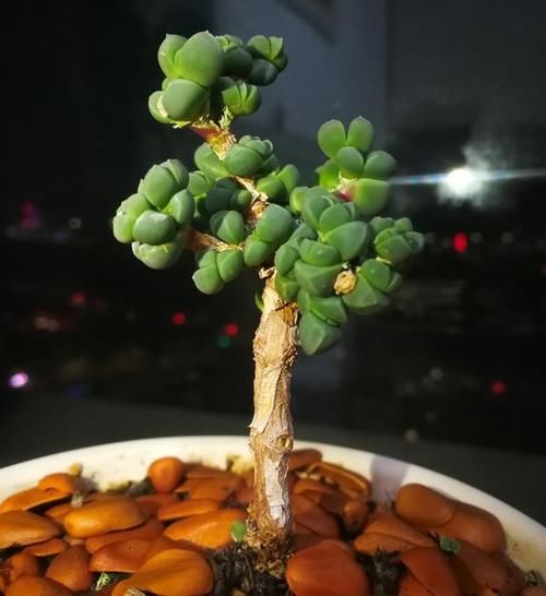 鹿角海棠的直立桩真漂亮,养护过程还不需要太多光照,适合阳台党