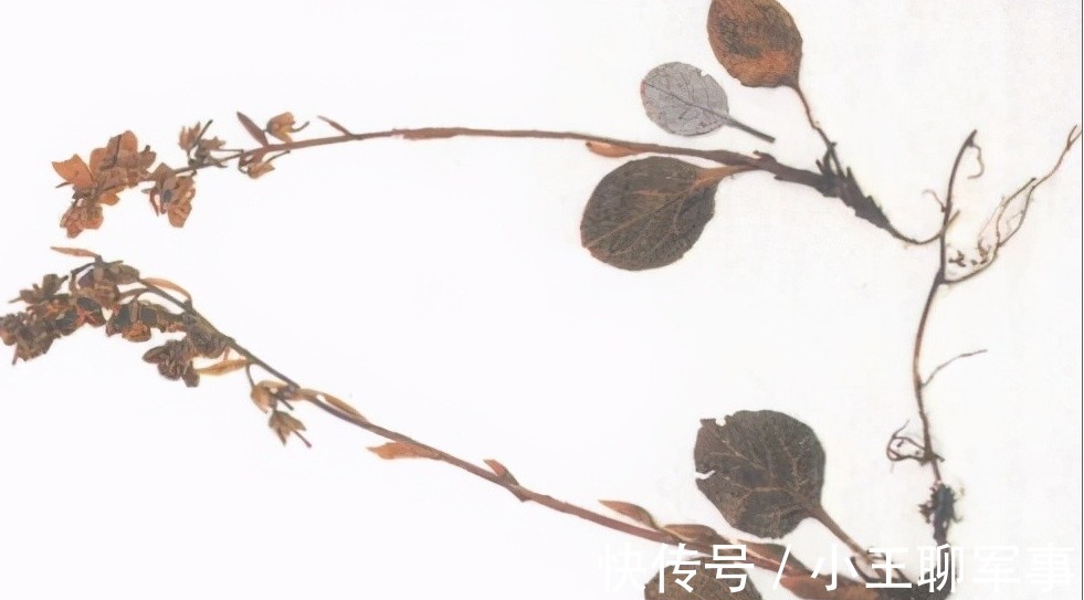 祛风|每日一中药,鹿衔草