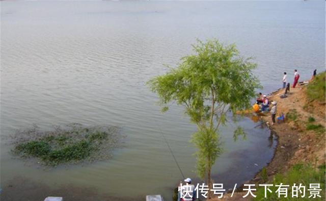 黄颡鱼|野钓快速找到鱼窝的方法，在鱼扎堆的地方打窝，肯定不会“空军”