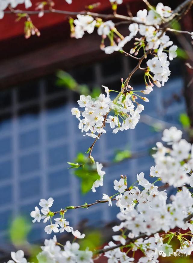 松江的春天“花”成这样！不想在家待了