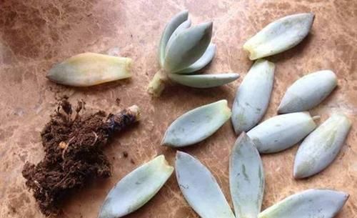  带回家|多肉大棚外转一转，捡一点叶片，回家养，1年时间养出几十盆