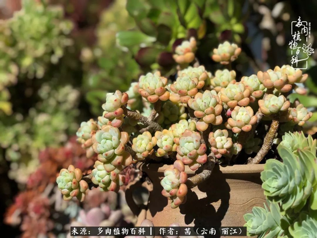 一年四季不同景，一院多肉陪我后半生！