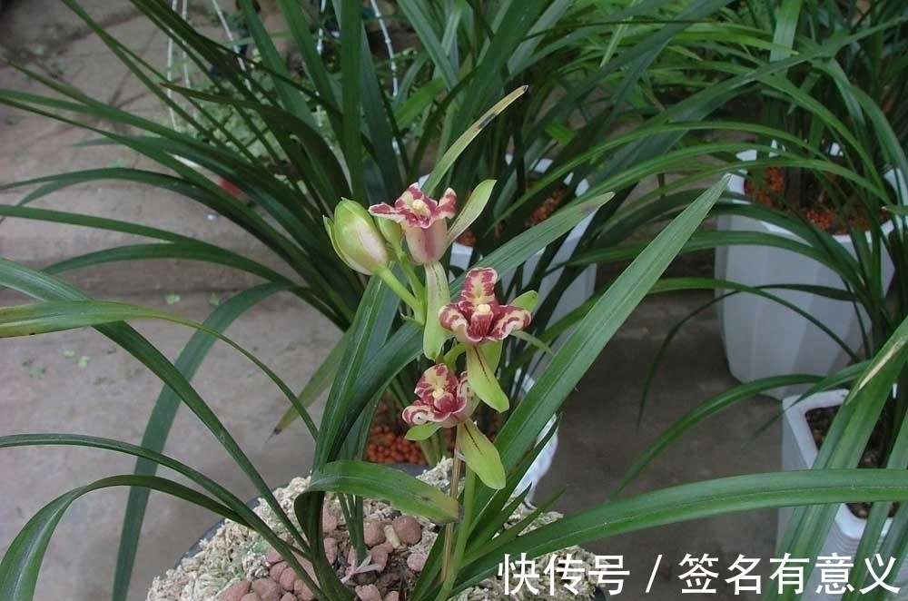 全日性|栽种兰花要知道,四季变化大,灵活的更换方法