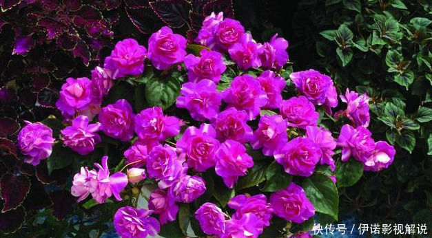 四季|这五种花可以四季常开，一养就爆盆，而且常盛不衰，绝对不容错过