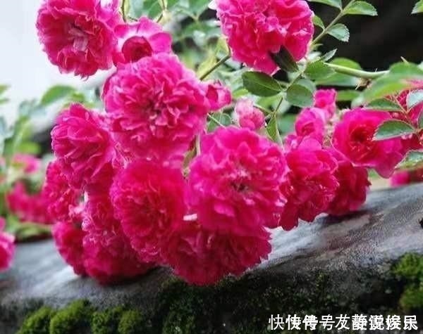 桂花香|花卉中最香的花,浇水就疯长,比牡丹艳、比桂花香,花开三季