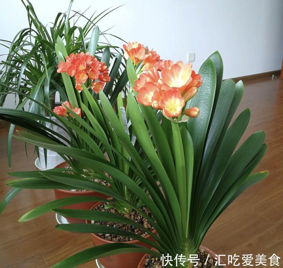 基质|给裸根君子兰“催根”,教你3个方法,养40天冒出“大粗根”