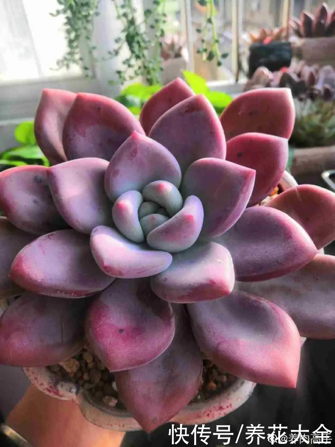 春天的多肉,长成一把大大扇子,看着就是爽