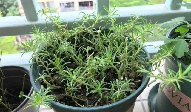 扦插|入秋扦插6种花，7天就生大白根，告别黑腐烂，花开量大