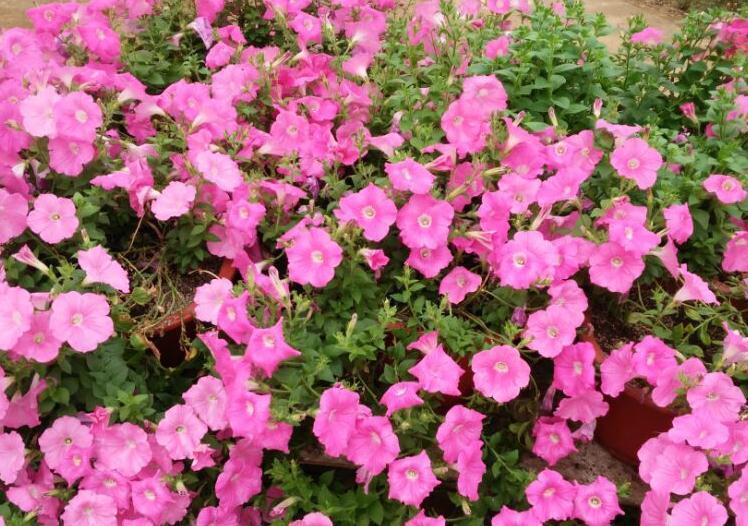 一种可以开一整年的花卉盆栽,你有了解过嘛