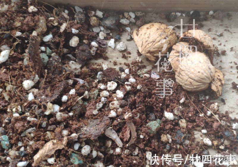 多肉只上色不长个？6点做到位，合理控水根系壮，轻松变成美胖子