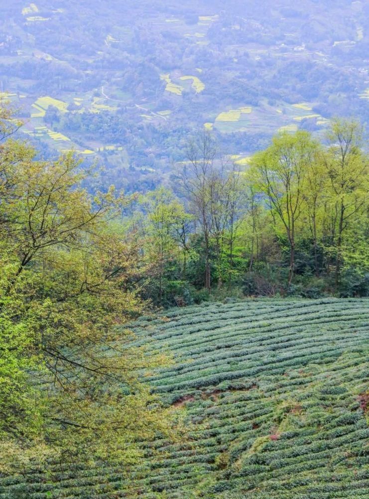  走上高高的蒙顶山