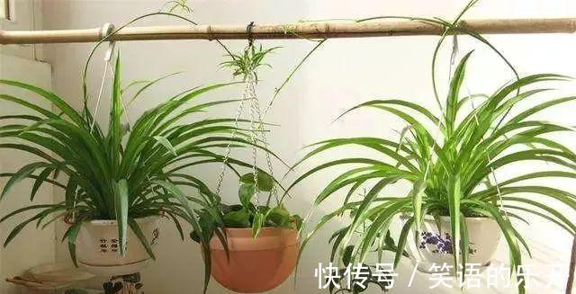 冬季花卉黄叶原因大盘点,看看你的花花中招了没