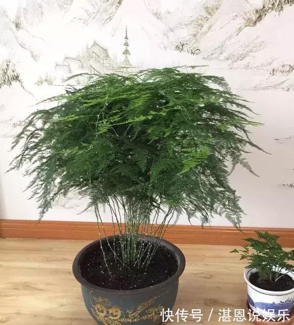 黄叶|养文竹总是黄叶,找准3个原因,长得茂密旺盛,变成“翠绿球”