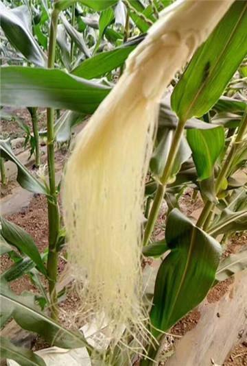 玉米全身是宝，用来养兰花，根系雪白粗壮，抽芽多，开花盛！