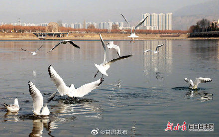 刘家峡|鸥鸣黄河两岸 春日到刘家峡赏鸟正当时