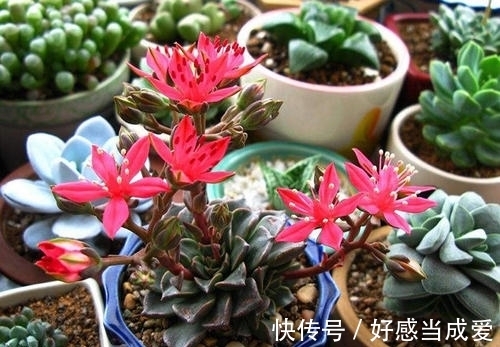 美丽莲|少有人养的冷门多肉,没想到还是个“花仙子”,开花如此惊艳!