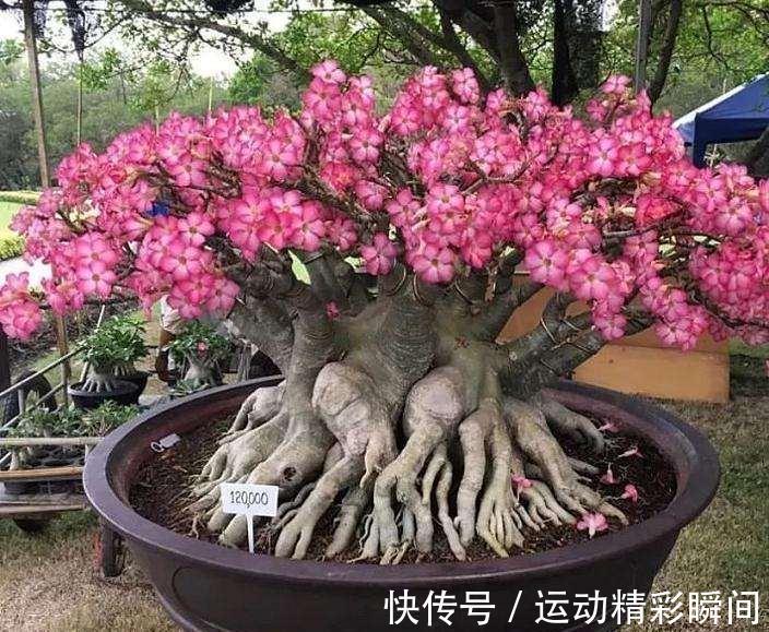 天冷需要多晒的“8种花”,有些还要“断粮少水”,不然熬不过冬