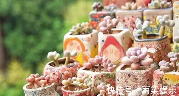 有一种多肉叫别人家的,学会3招成你家,新手涨姿势啦