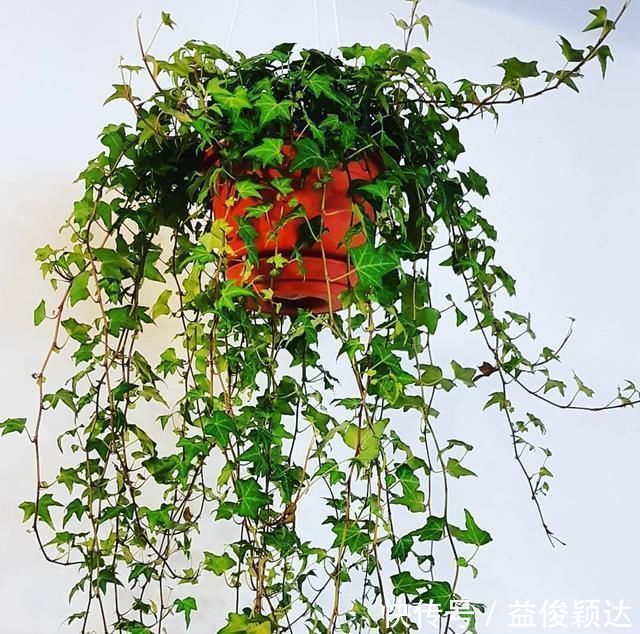 植物|卫生间“神器”,养这“3种”植物,杀菌、吸臭,再也不担心臭味啦