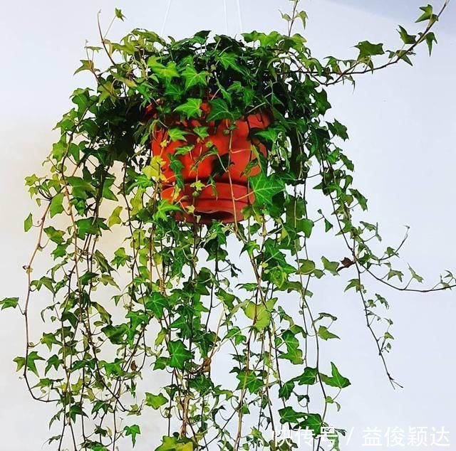 植物|卫生间“神器”，养这“3种”植物，杀菌、吸臭，再也不担心臭味啦