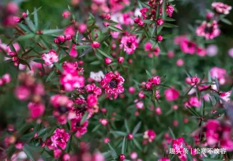 水仙花|来了，家养这些花卉，四季繁花似锦，花期一到开不停歇