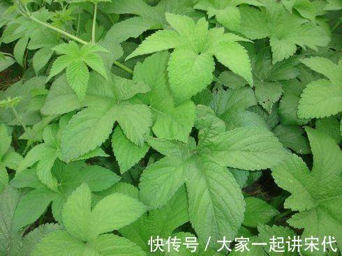 益母草|农村墙角的一些野菜，常食用能预防高血压高血脂等疾病