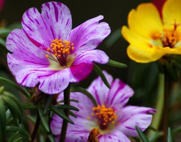 太阳花|大暑过后在家养护花卉,花开繁盛又迷人,易打理,花色艳丽