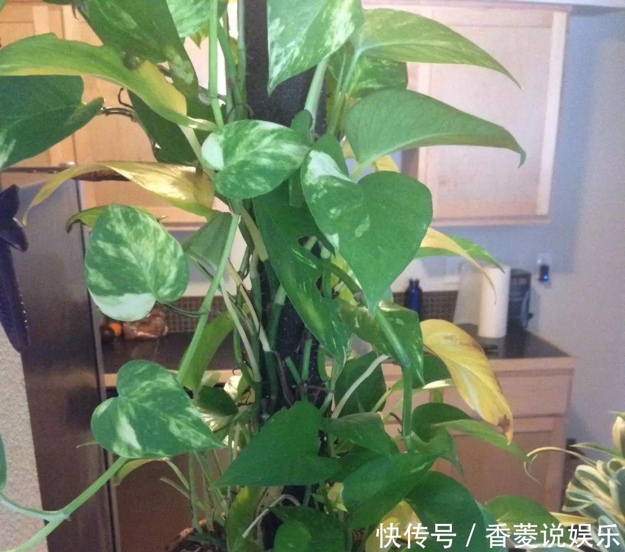 修剪|养花不能有的坏习惯,随心所欲养不好花,看看你中招几条